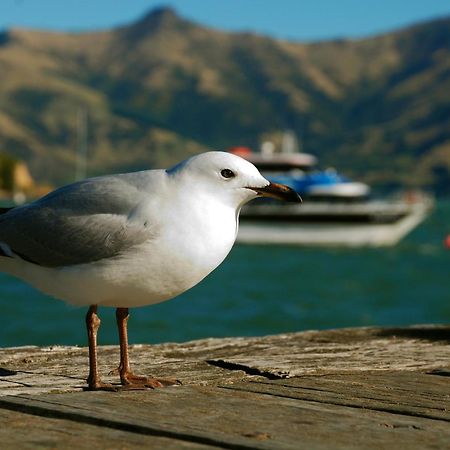 Akaroa Top 10 Holiday Park Εξωτερικό φωτογραφία