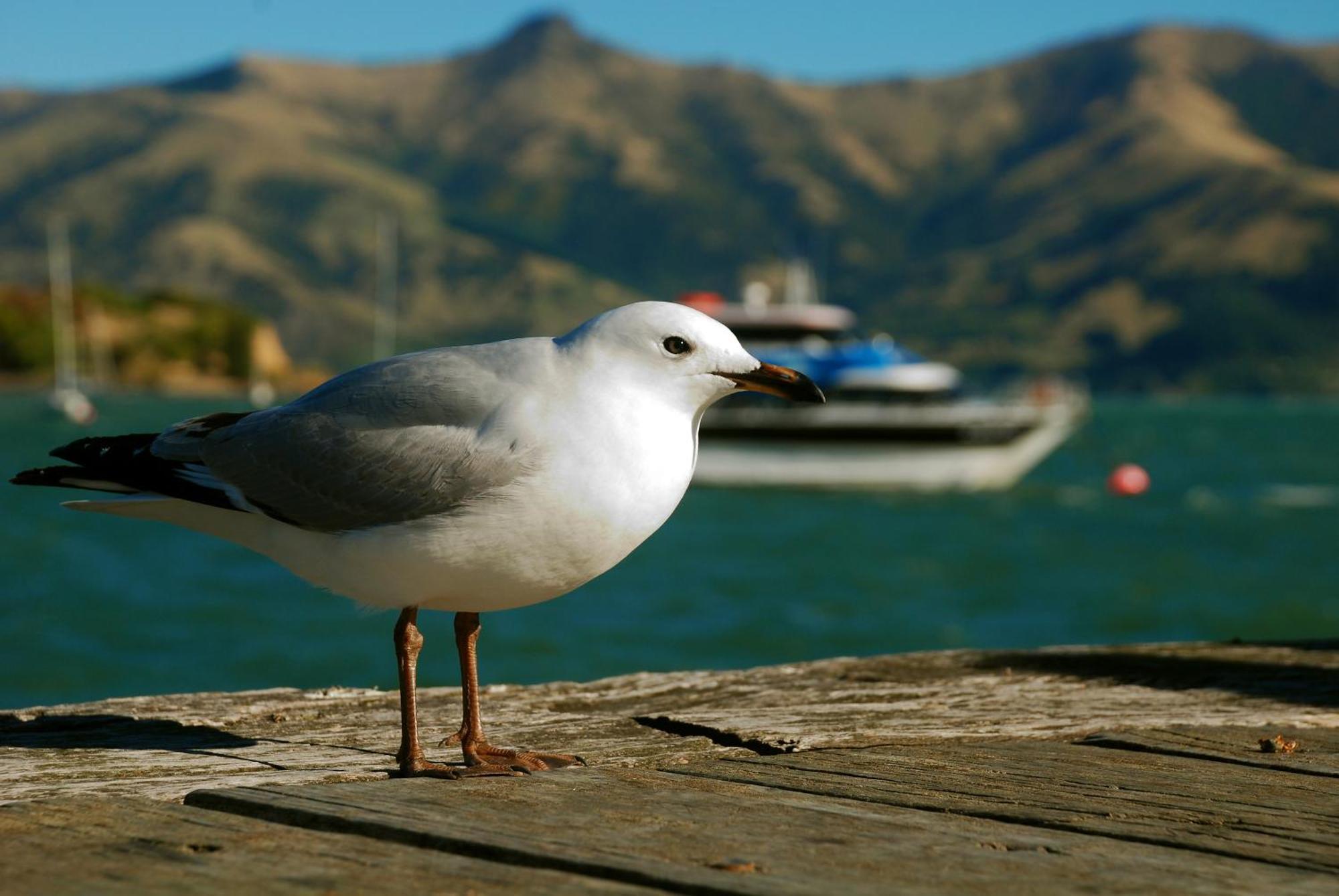 Akaroa Top 10 Holiday Park Εξωτερικό φωτογραφία